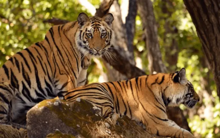 Tiger Reserve Area near Srisailam